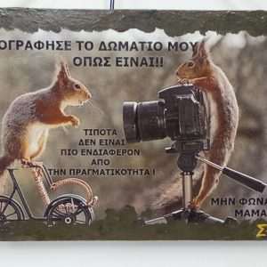 Squirrels
